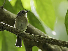 Fulvous-chested Jungle Flycatcher