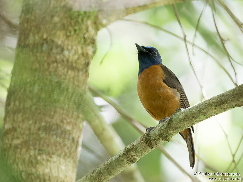 Blue-fronted Blue Flycatcher