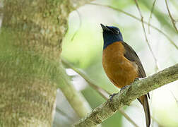 Blue-fronted Blue Flycatcher