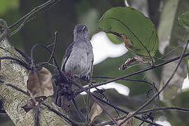 Grey-throated Tit-Flycatcher