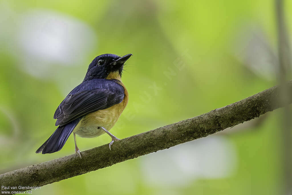 Sunda Blue Flycatcher male adult