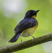 Sunda Blue Flycatcher