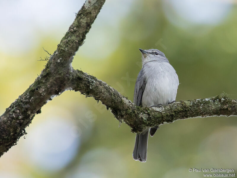 Ashy Flycatcheradult