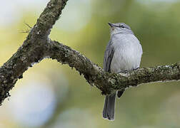 Ashy Flycatcher