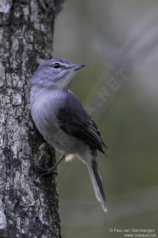 Ashy Flycatcheradult