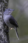 Ashy Flycatcher