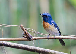 Blue-throated Blue Flycatcher