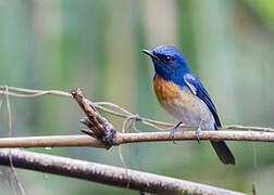 Blue-throated Blue Flycatcher