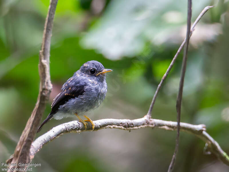 Yellow-footed Flycatcher male subadult transition, identification