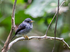 Yellow-footed Flycatcher