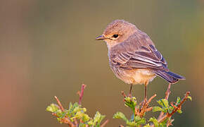 African Grey Flycatcher