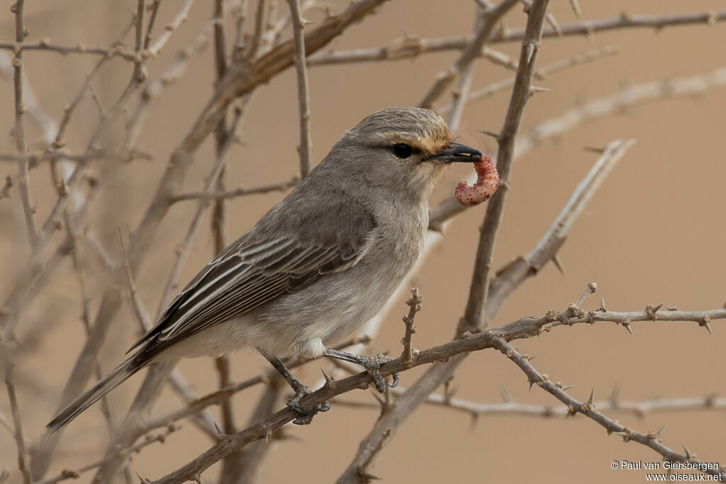 Gobemouche à petit becadulte