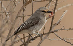 African Grey Flycatcher