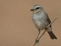 African Grey Flycatcher