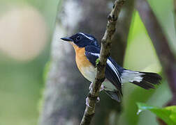 Rufous-chested Flycatcher