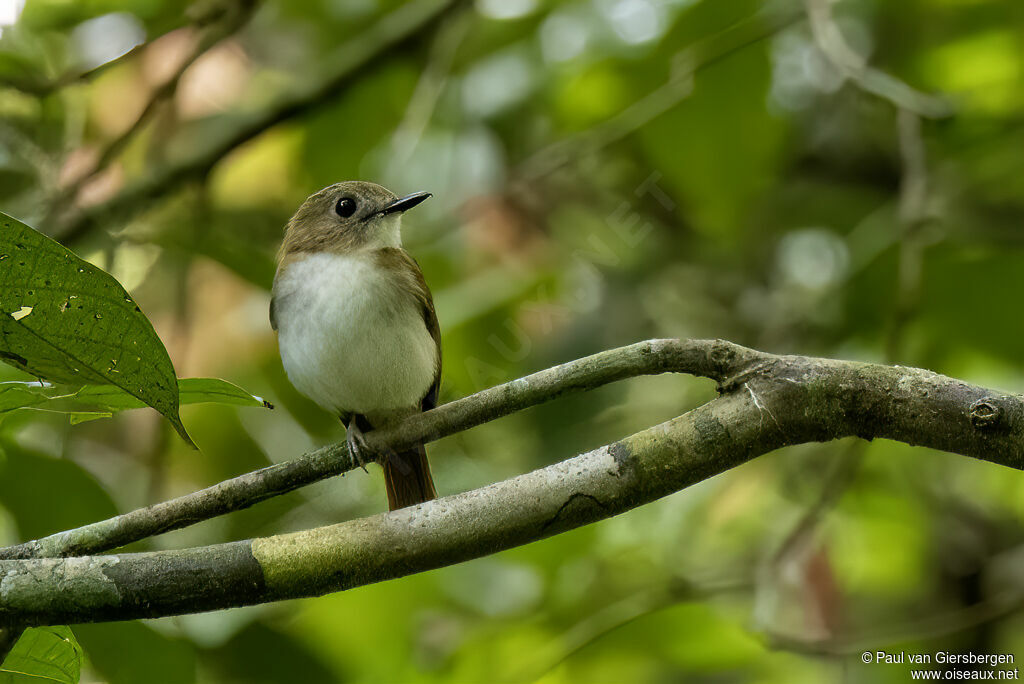 Philippine Jungle Flycatcheradult