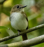 Philippine Jungle Flycatcher