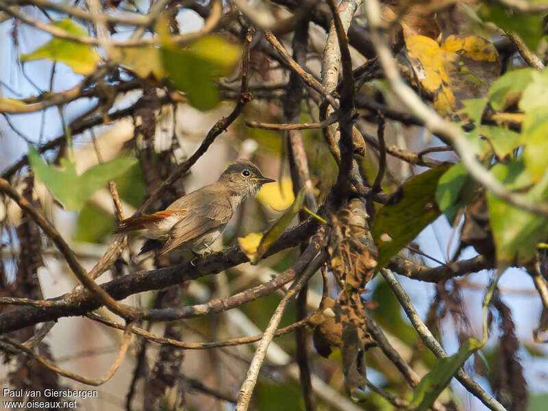 Rusty-tailed Flycatcheradult, identification