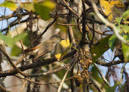 Rusty-tailed Flycatcher