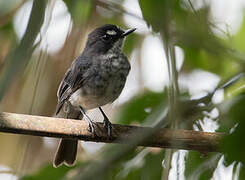 White-browed Forest Flycatcher