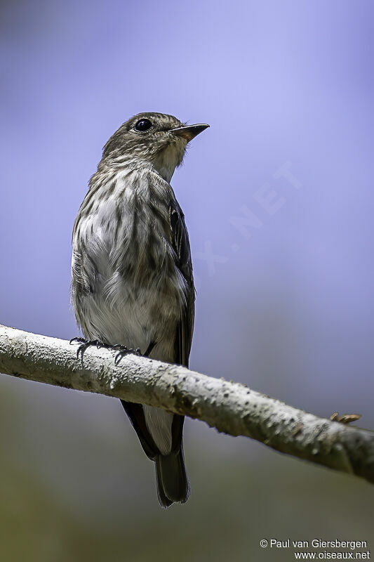 Grey-streaked Flycatcheradult