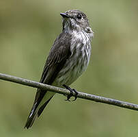 Grey-streaked Flycatcher