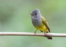 Grey-headed Canary-flycatcher