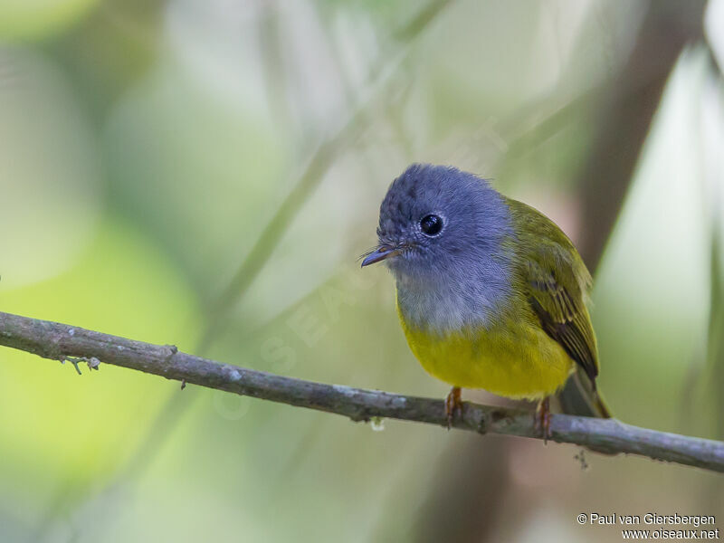 Grey-headed Canary-flycatcher