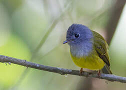 Grey-headed Canary-flycatcher