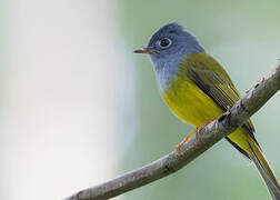 Grey-headed Canary-flycatcher