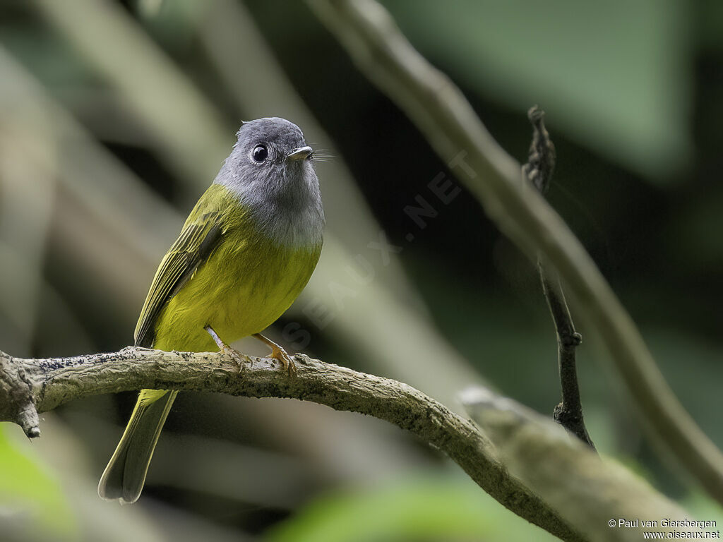 Grey-headed Canary-flycatcheradult