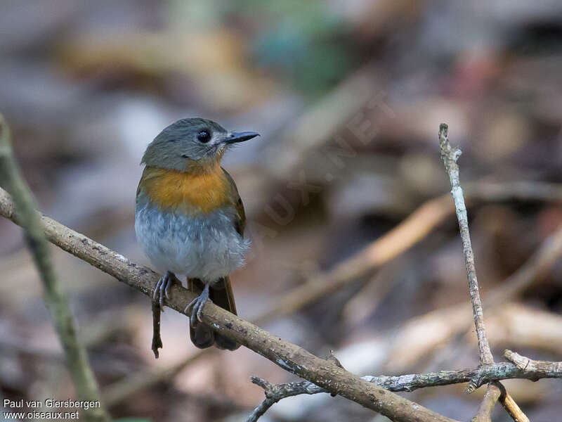 White-bellied Blue Flycatcher female adult, close-up portrait