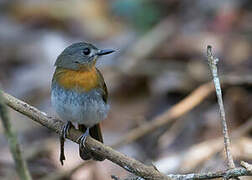 White-bellied Blue Flycatcher