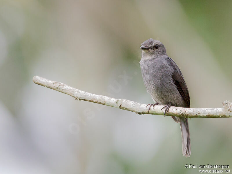 Dusky-blue Flycatcheradult