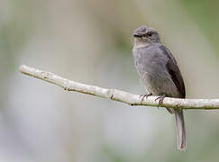 Dusky-blue Flycatcher