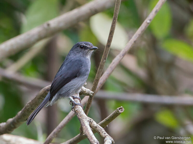 Dusky-blue Flycatcheradult