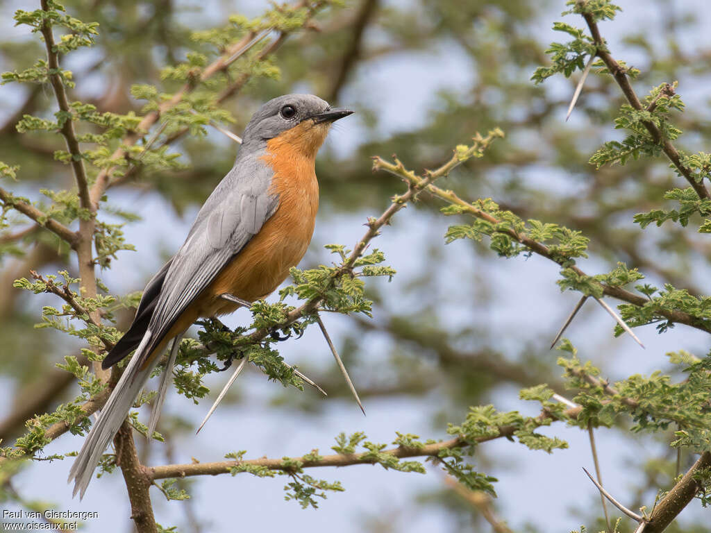 Silverbirdadult, identification