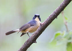 Slaty-blue Flycatcher