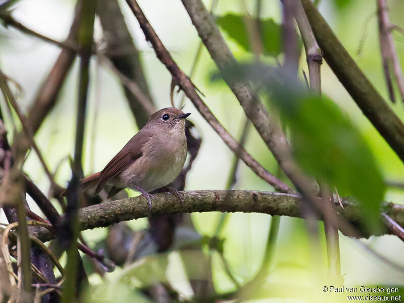 Slaty-blue Flycatcher