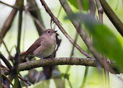 Slaty-blue Flycatcher