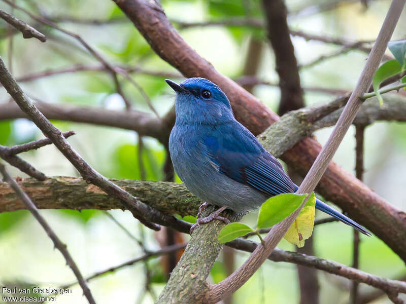 Pale Blue Flycatcher male adult, identification