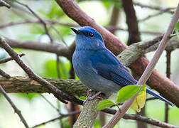 Pale Blue Flycatcher