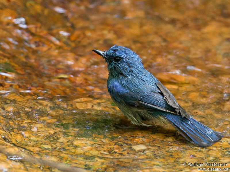 Pale Blue Flycatcher