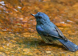 Pale Blue Flycatcher