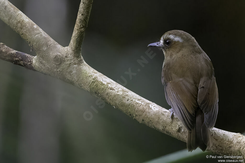 Eyebrowed Jungle Flycatcheradult