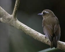 Eyebrowed Jungle Flycatcher