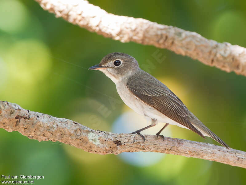 Asian Brown Flycatcheradult, identification