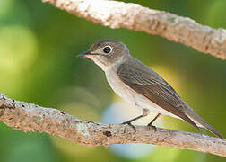 Asian Brown Flycatcher