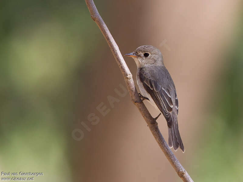 Asian Brown Flycatcheradult, identification, pigmentation