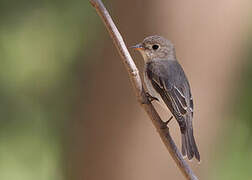 Asian Brown Flycatcher